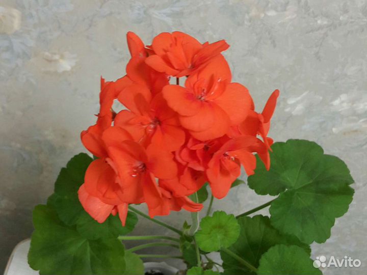 Пеларгония герань