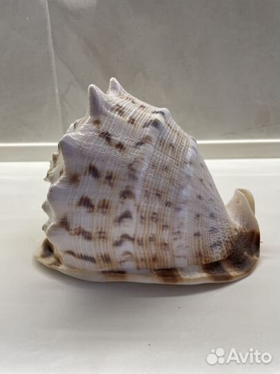 Ракушка декоративная