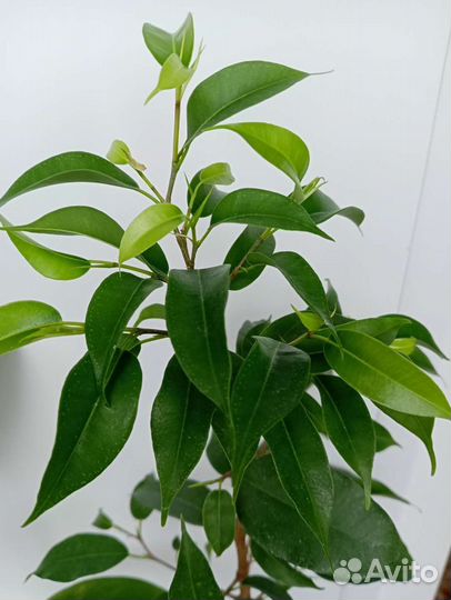 Фикус Бенджамина