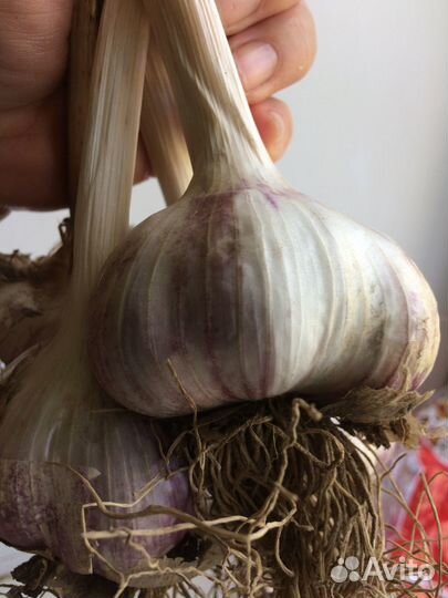 Чеснок на посадку и на еду