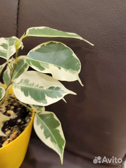 Фикус Ficus Starlight