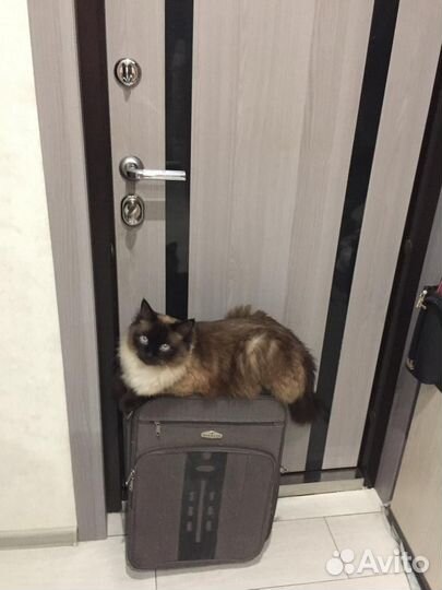 Отдам кота в добрые руки