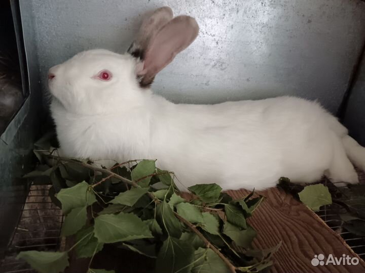 Продам кроликов