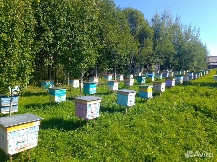 Пчелы и улья