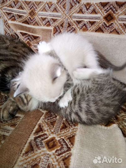 Котята мальчики