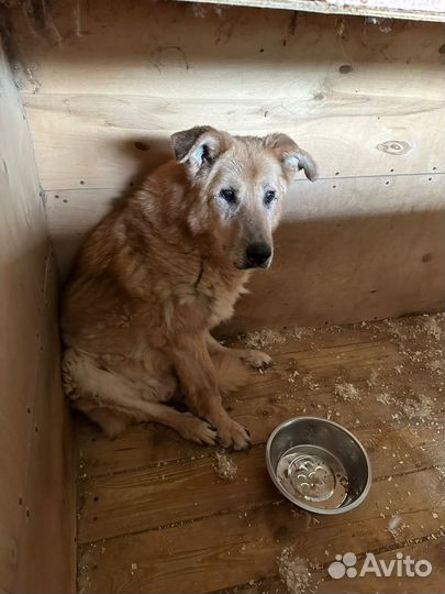 Собаки в дар бесплатно