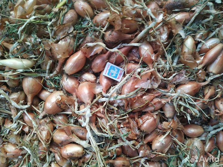 Лук-Шалот Чеснок Почтой домашний