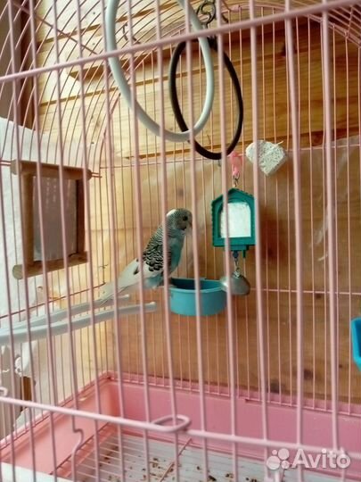 Продам молодых попугайчиков 1 меч и 2 мес