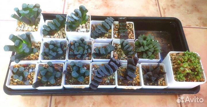 Хавортии коллекционные