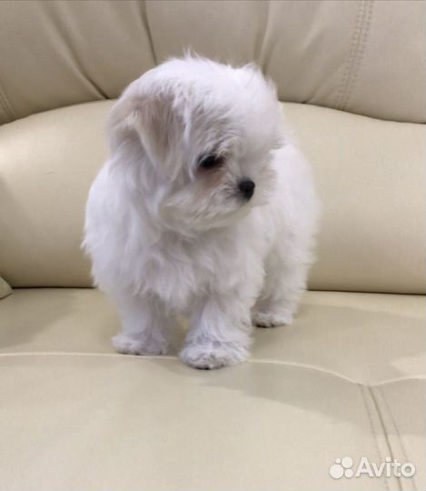 Мини девочка мальтезе