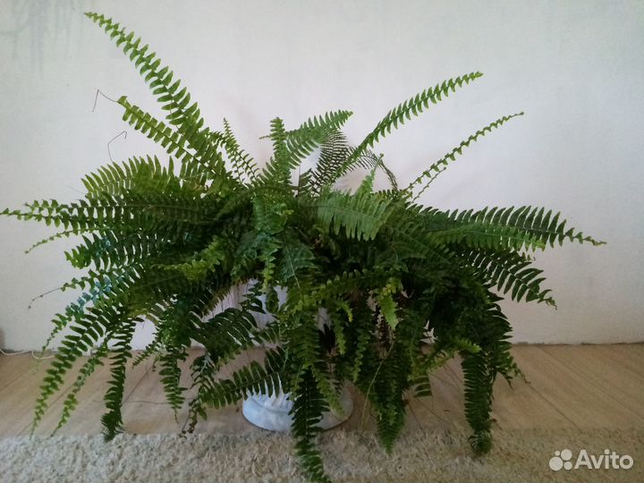 Продажа папоротника