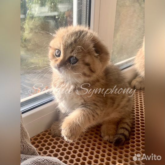 Шотландский вислоухий котенок