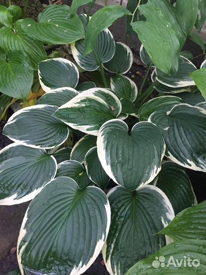 Хоста растение