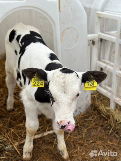 Телята бычки