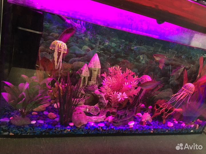 Аквариум