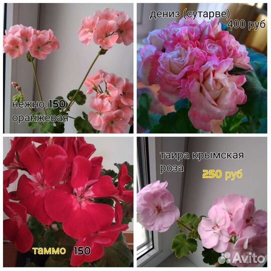 Герани пеларгонии самые нежные