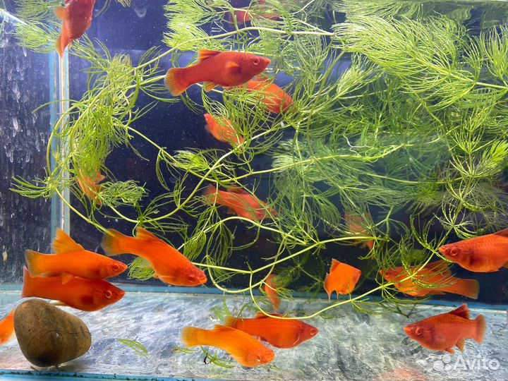 Меченосцы брокколи