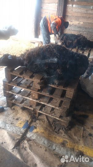 Стрижка овец