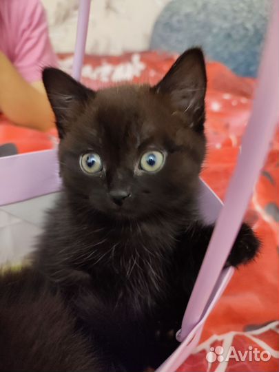 Котята
