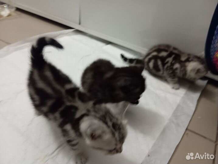 Шотландские вислоухие котята