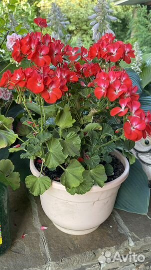 Герань пеларгония уличная и домашняя