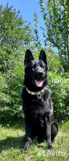 Продам щенков немецкой овчарки