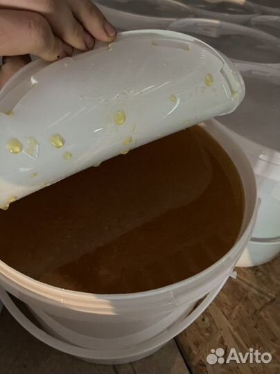 Мед пчелиный 10 литров