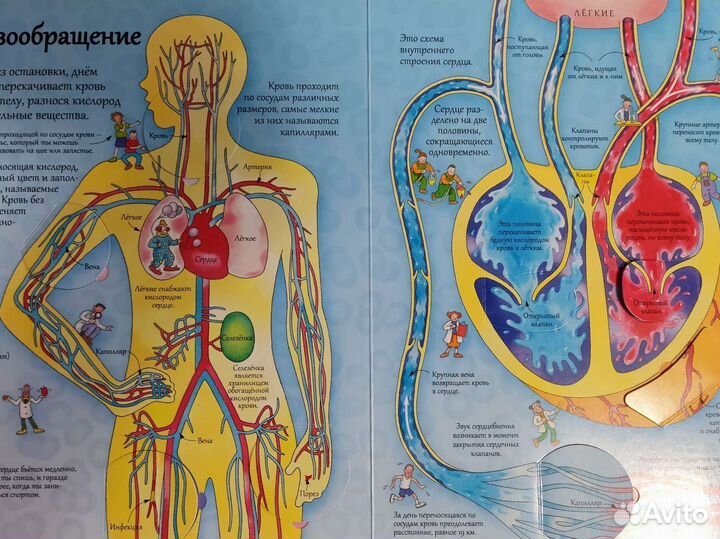 Книга с окошками Открой тайны человека