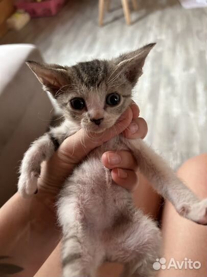 Донской сфинкс котята