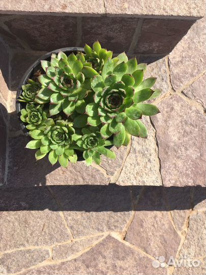 Роза каменная суккулент
