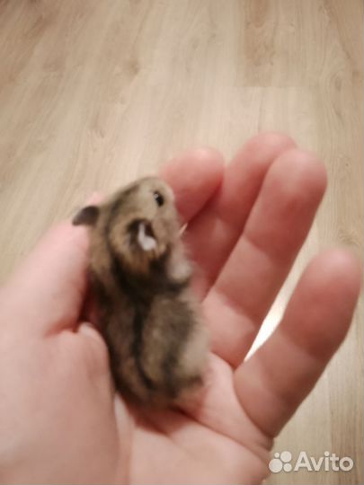 Джунгарский хомяк