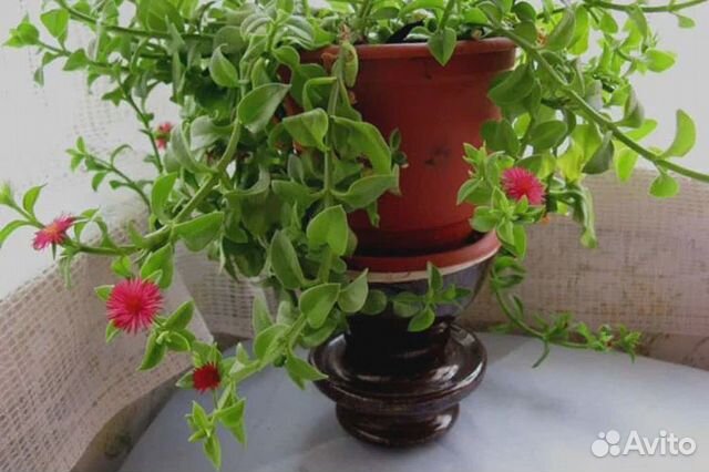 Аптения в наличии 1 шт