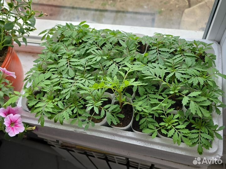 Рассада бархатцы низкие