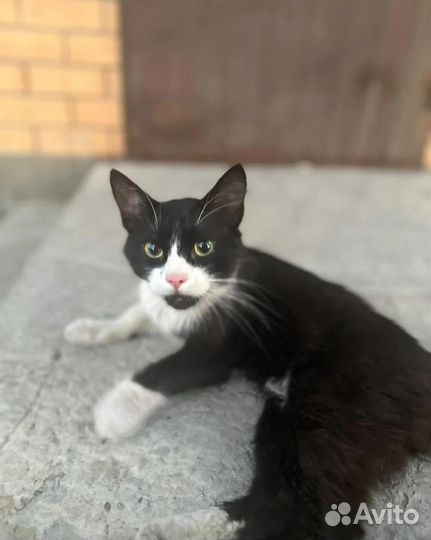 Кошечка в добрые руки