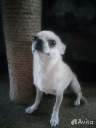 Вязка, чихуахуа,квентин тарантино