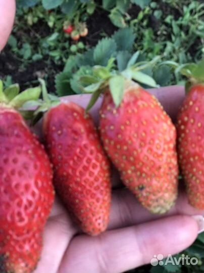 Альбион.ремонтантная клубника