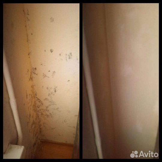 Уничтожение тараканов клопов блох клещей плесени