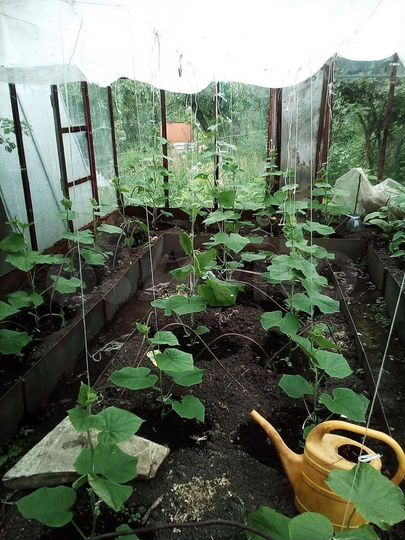 Дача 29 м² на участке 5 сот.