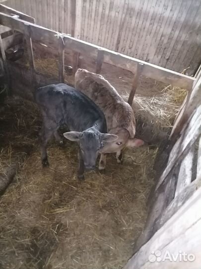 Продаются телята