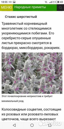 Многолетники