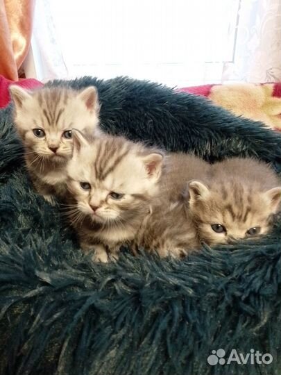 Шотландские прямоухие котята