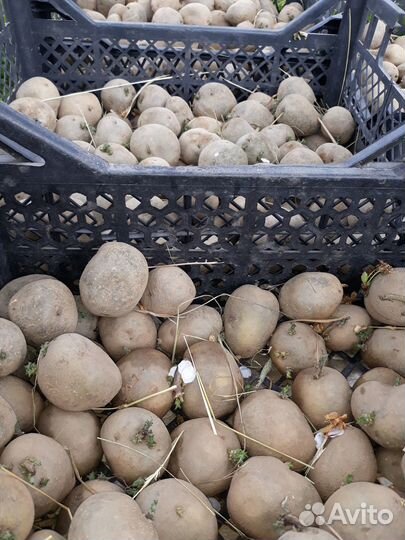 Семенной картофель