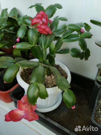 Комнатные растения - отличный подарок