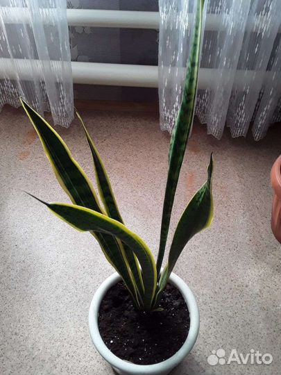 Сансевиерия