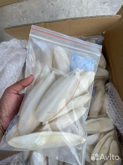 Сепия 15-25см 0,5кг