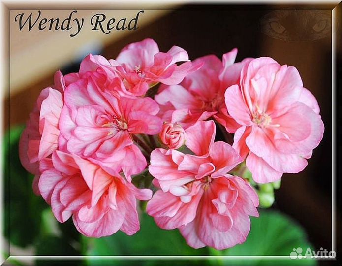 Пеларгонии