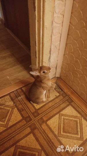 Кролик с клеткой и переноской