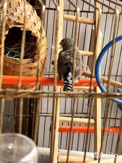 Амадины зебровые (австралийские воробьи)