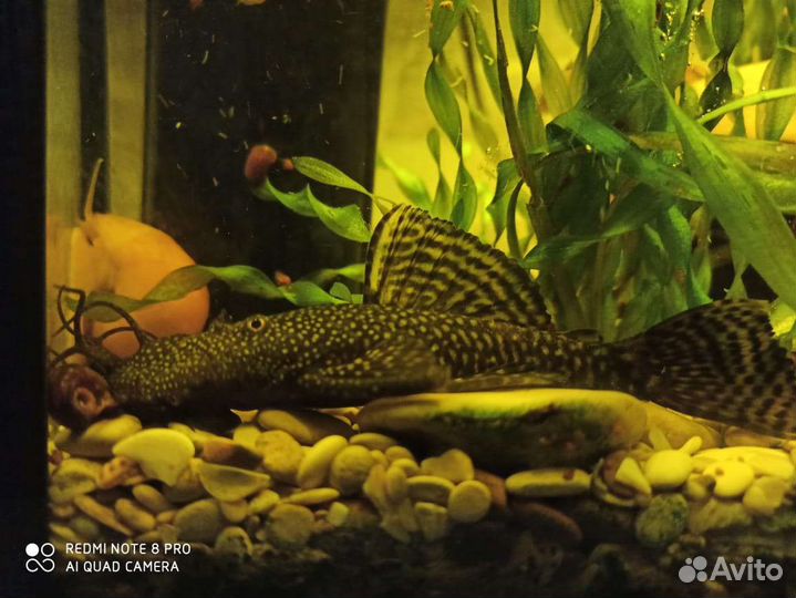 Сомики анциструсы