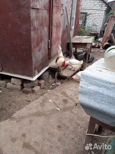 Молодые петушки